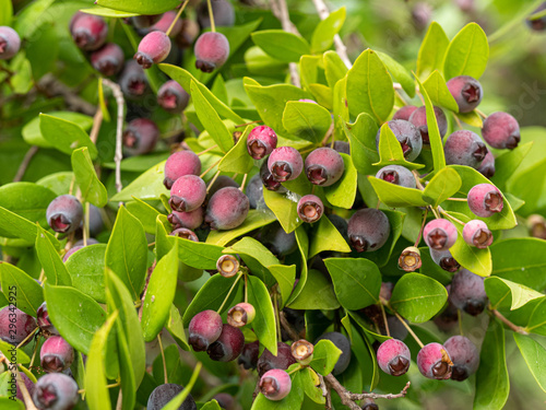 Detail of a myrtle bush with berries in autumn photo