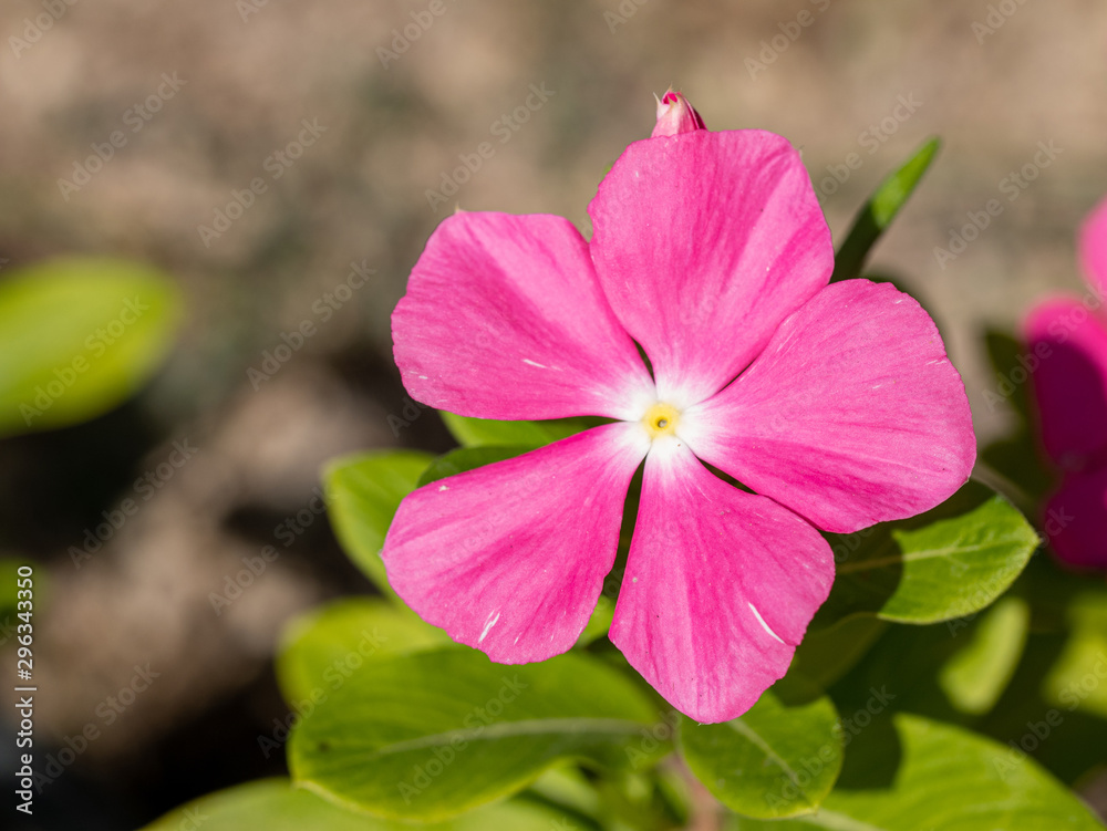 Close up pink (Oleander Nerium) flower in nature garden Close up pink (Oleander Nerium) flower in nature garden