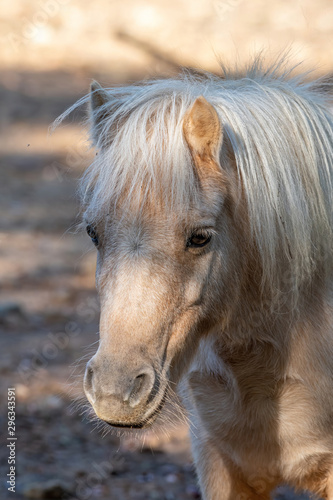 Portrait of a pony. Pony in the countryside. © popovj2