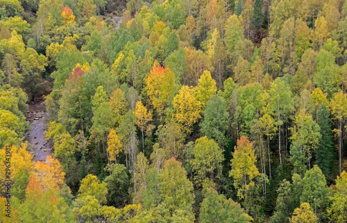 Remarkable autumn red-yellow colours in the forest