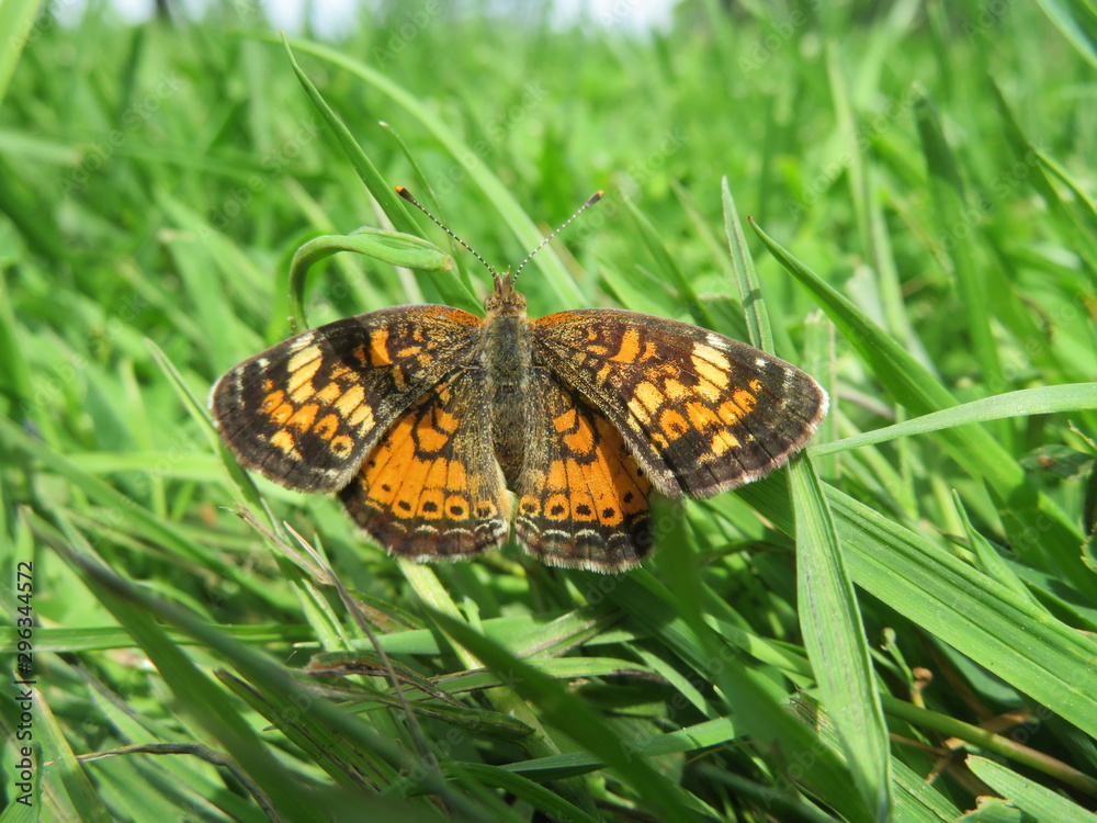 Obraz premium Butterfly in the grass