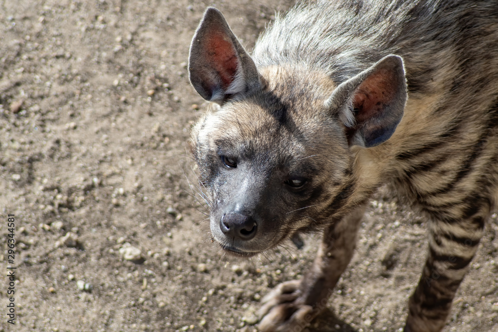 Close up of Striped hyena (Hyaena hyaena sultana) Close up of Striped hyena (Hyaena hyaena sultana)