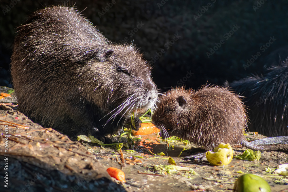 Coypu, Myocastor coypus, also known as river rat or nutria Coypu, Myocastor coypus, also known as river rat or nutria