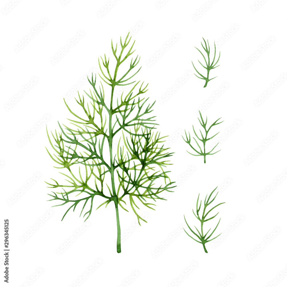 Fototapeta premium Isolated watercolor fresh dill