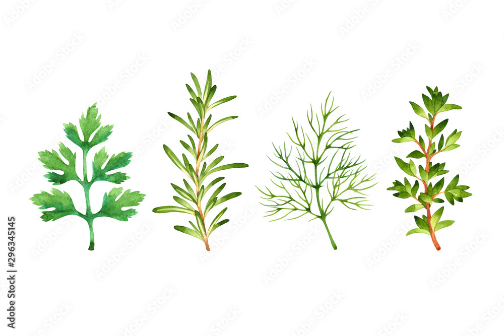 Isolated watercolor fresh parsley, rosemary, dill, thyme Isolated watercolor fresh parsley, rosemary, dill, thyme