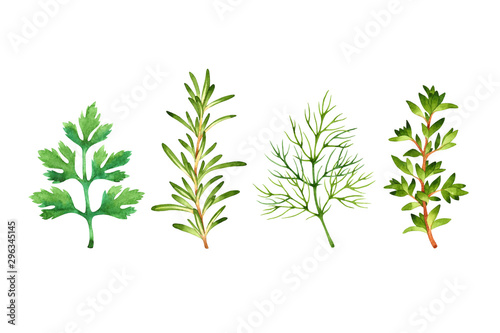 Isolated watercolor fresh parsley  rosemary  dill  thyme