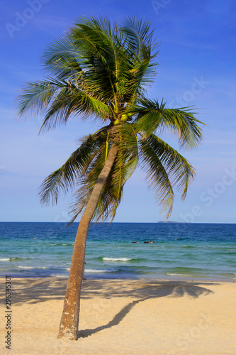 A coconut tree is growing on the sea beach.