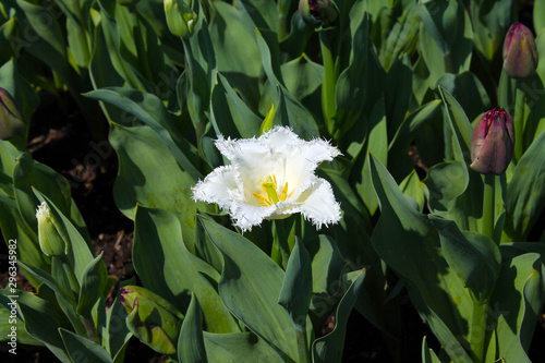 The white flower