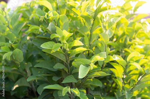 Green leaves and light in the morning © sutatawat