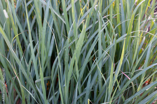 Many green lemongrass leaves background