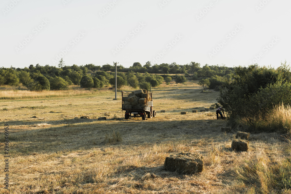 Obraz premium Square straw bales in a harvested cornfield