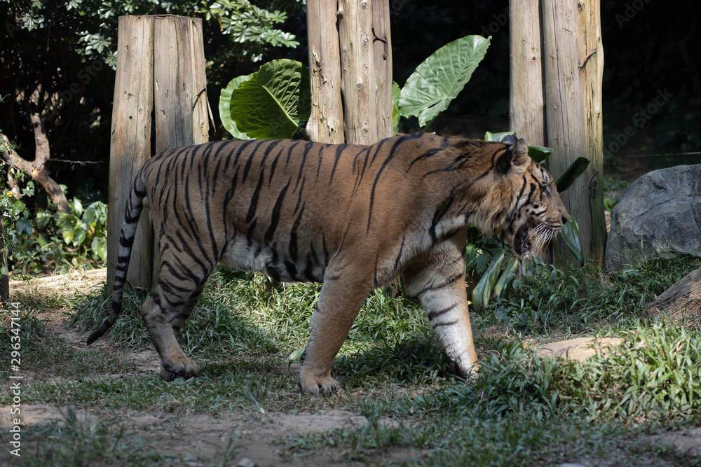 Tiger walks in Safari Park