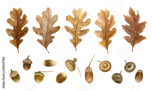 Autumn watercolor leaves isolated on white background. Tulip tree, oak, maple, ash, birch,beech, grapes decorative set. Leaf fall elements for Thanksgiving, Halloween and autumn holidays design.