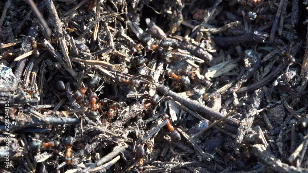 Big anthill in the woods. Big anthill with colony of ants in summer forest. Ants on the ant hill in the woods closeup, macro Big anthill in the woods. Big anthill with colony of ants in summer forest. Ants on the ant hill in the woods closeup, macro