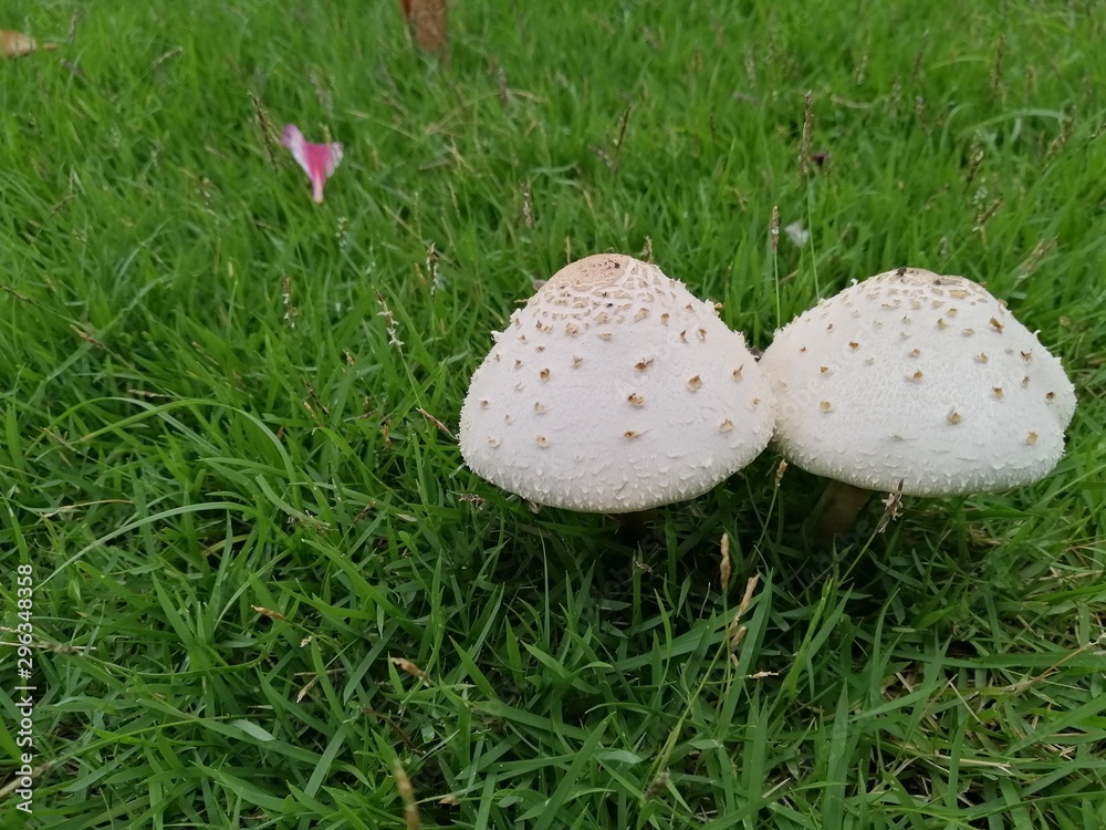 mushroom in the grass mushroom in the grass