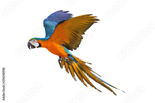 Colorful flying parrot isolated on white © Passakorn