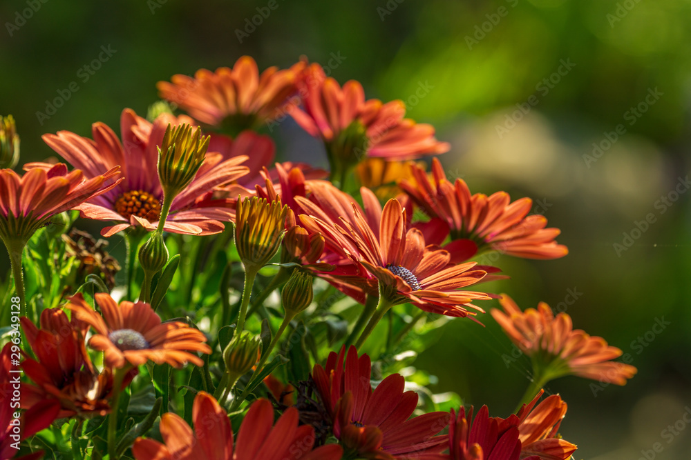 Red flowers in the autumn sun. Variety gerbera as close up Red flowers in the autumn sun. Variety gerbera as close up