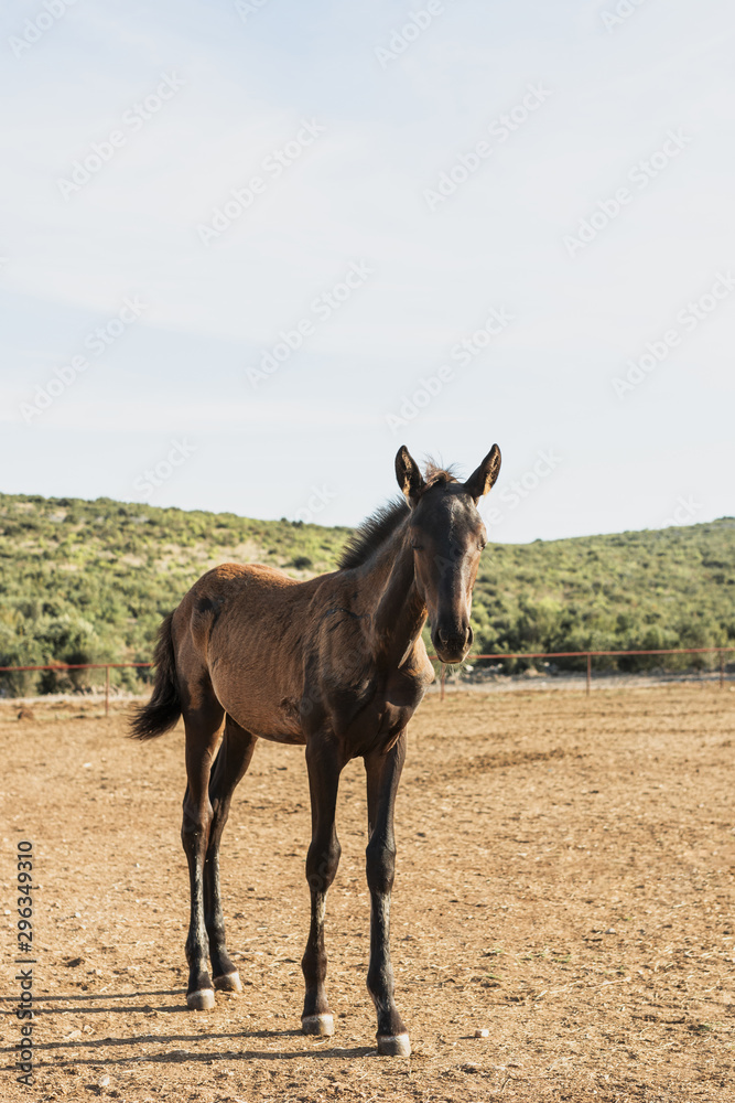 Thoroughbred horse foal in a grass field Thoroughbred horse foal in a grass field
