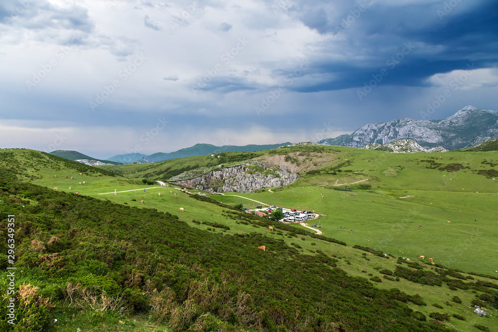 Covadonga, Spain. Cows graze in the mountains under the thunderclouds