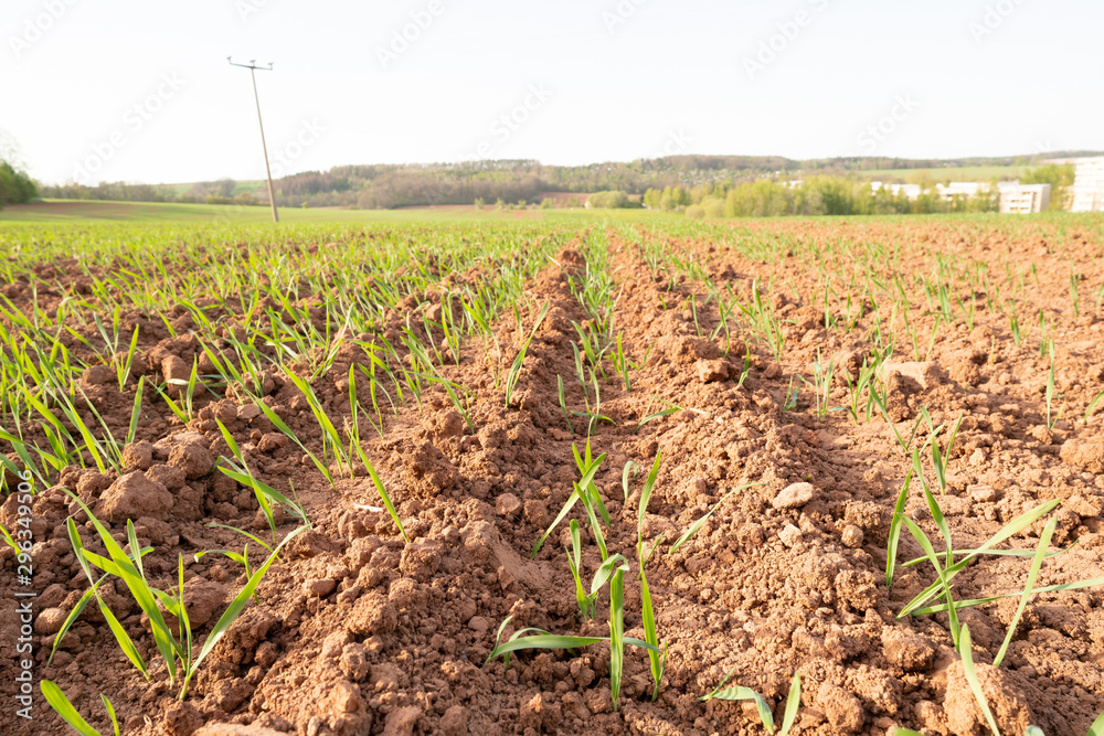 Agricultural field with plant shoots