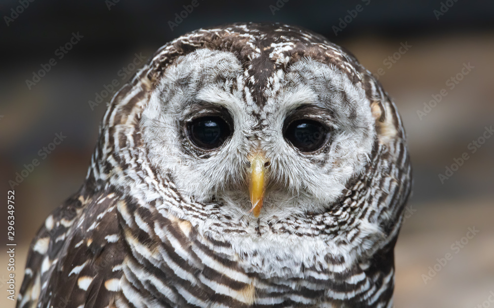 Close-up view of a Chaco Owl (Strix chacoensis)