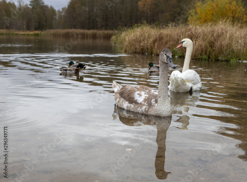 Swan and ducks on Gorodishchenskoe lake in Izborsk, Pskov region. photo