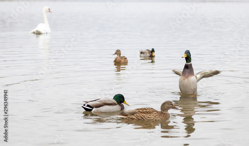 Ducks on Gorodishchenskoe lake in Izborsk, Pskov region. photo