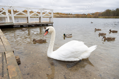 Swan and ducks on Gorodishchenskoe lake in Izborsk, Pskov region. photo