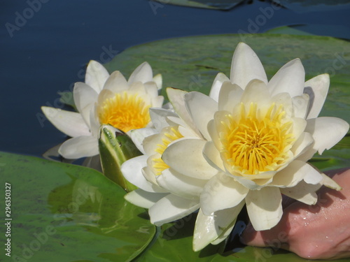 water lily in pond