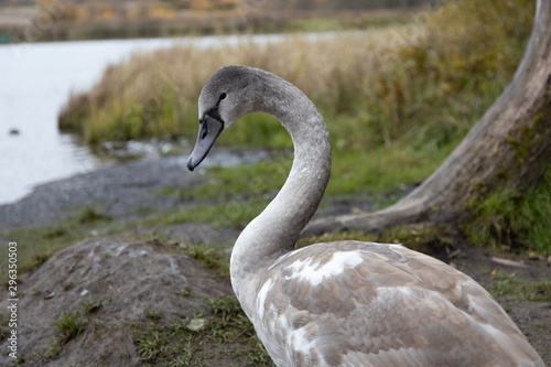 Swan and ducks on Gorodishchenskoe lake in Izborsk, Pskov region. photo