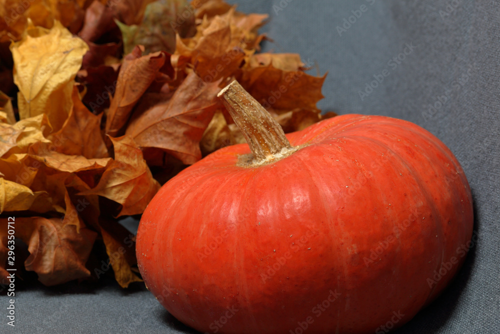 Two orange ripe pumpkins. Lie on a gray background. Nearby dried autumn leaves. Close up.