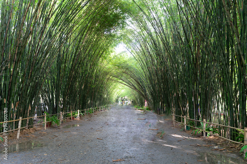 bamboo pathway
