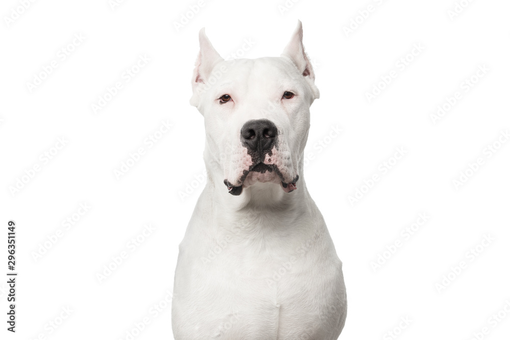 Portrait of Smug Dogo Argentino Dog on Isolated White Background