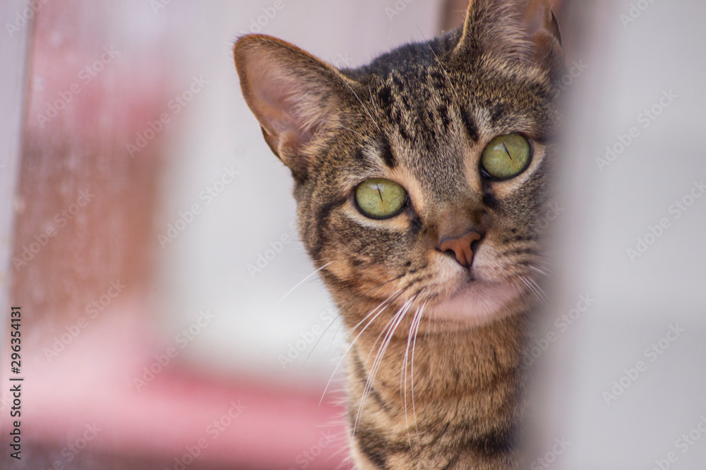 portrait of a cat portrait of a cat
