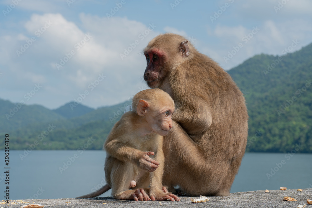 Baby monkey and mother monkey eating snacks, Island background