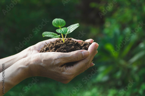 Human hands holding green small plant with copy space for insert text. Life and ecology concept.