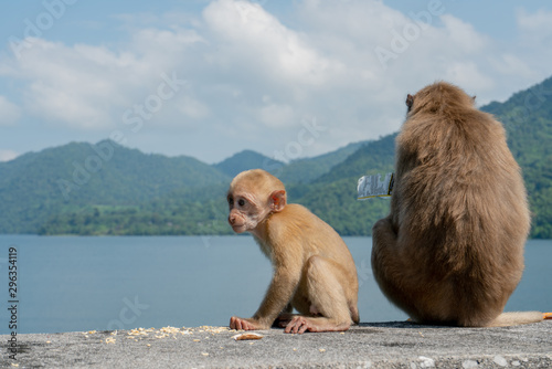 Sticker Baby monkey and mother monkey eating snacks, Island background