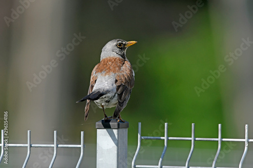 Wacholderdrossel (Turdus pilaris) - Fieldfare photo