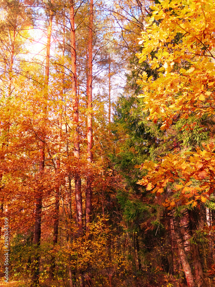 autumn landscape forest with yellow red leaves with sunny light beams autumn landscape forest with yellow red leaves with sunny light beams