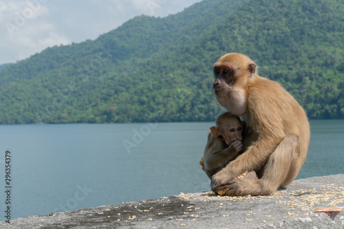 Baby monkey and mother monkey eating snacks, Island background