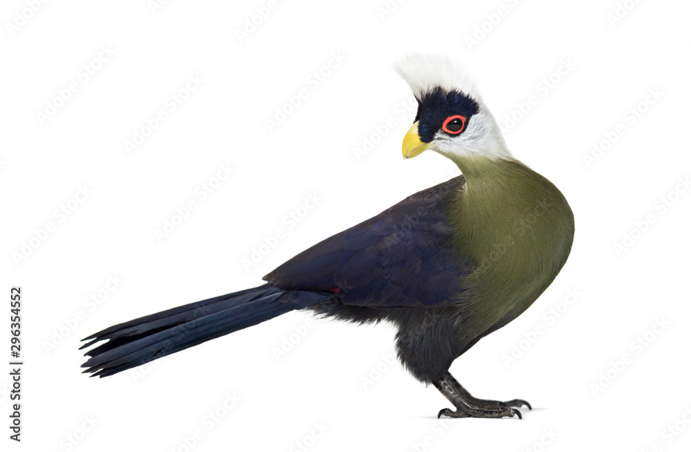 White-crested turaco, Tauraco leucolophus standing against white