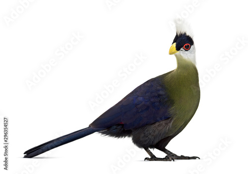 White-crested turaco, Tauraco leucolophus standing against white © Eric Isselée