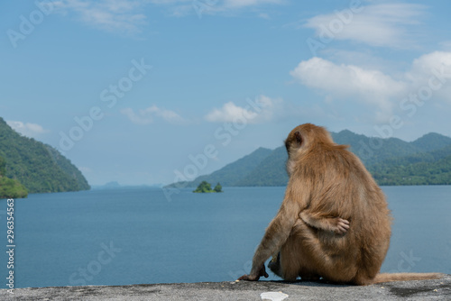 Baby monkey and mother monkey eating snacks, Island background