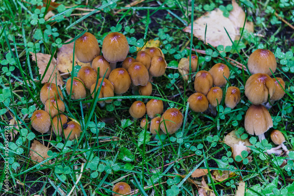 A group of dung beet mushrooms grows in a clearing in the forest. A group of dung beet mushrooms grows in a clearing in the forest.