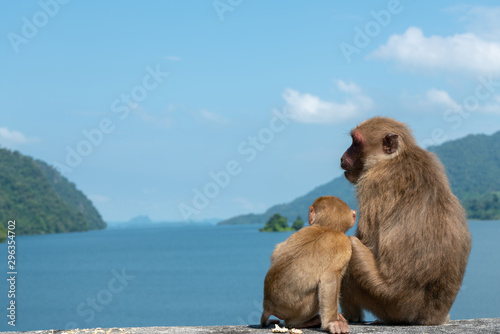 Baby monkey and mother monkey eating snacks, Island background