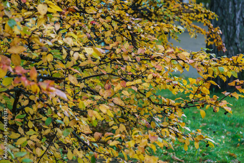 Yellowed leaves on the branches of an ornamental shrub.