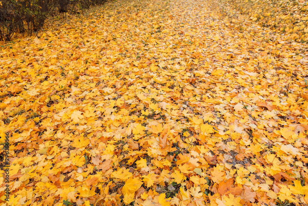 Autumn tree with yellow fall leaves in scenic park Autumn tree with yellow fall leaves in scenic park