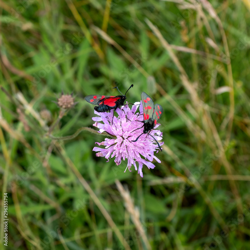 Single meadow widow flower with two locust butterflies. .