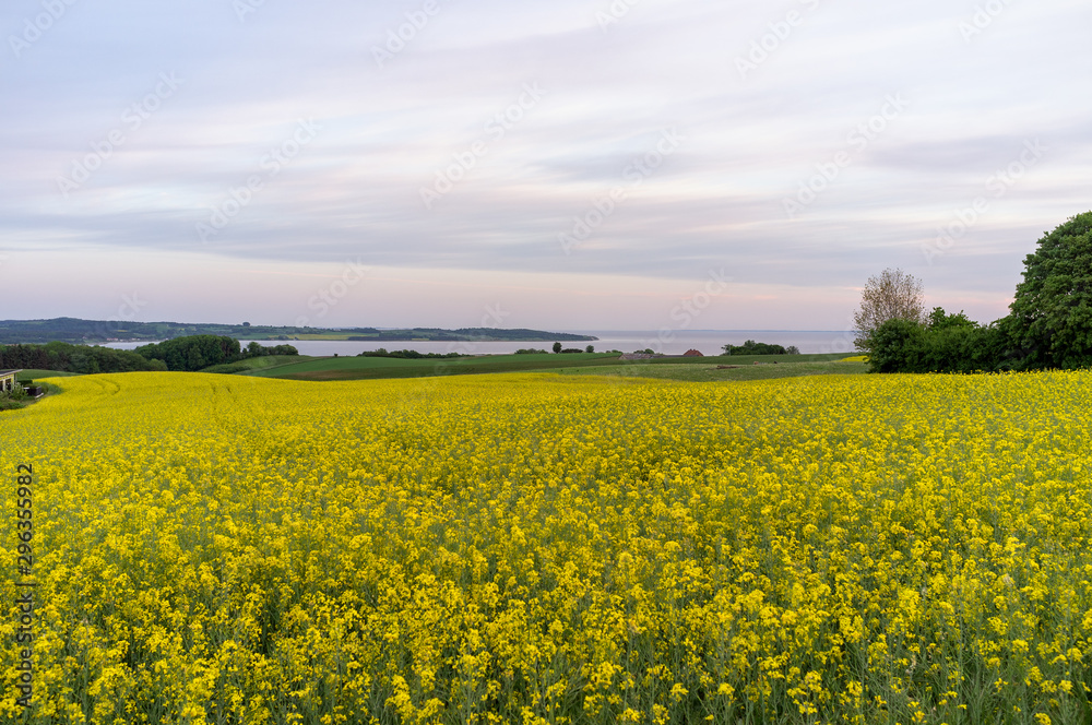 View on Helgenæs in Denmark with a yellow rapeseed field in the foreground