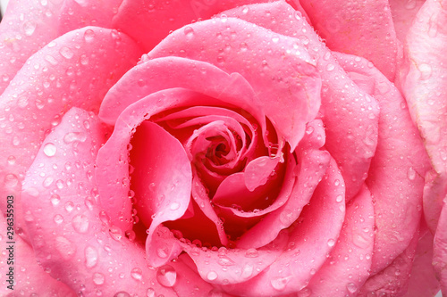 Beautiful rose flower with water drops  closeup